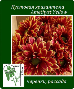 Хризантема кустовая  Amethyst Yellow ☘🌻 к.1   (отгрузка Май)