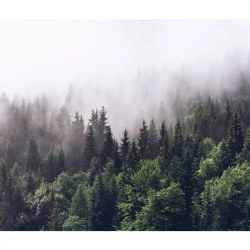 Фотообои 3D Лес в Тумане в спальню, в гостиную, на кухню 300х250