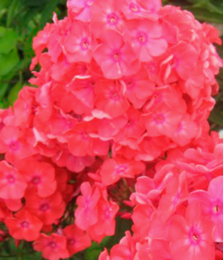 Флокс метельчатый Московская сказка рассада ОКС