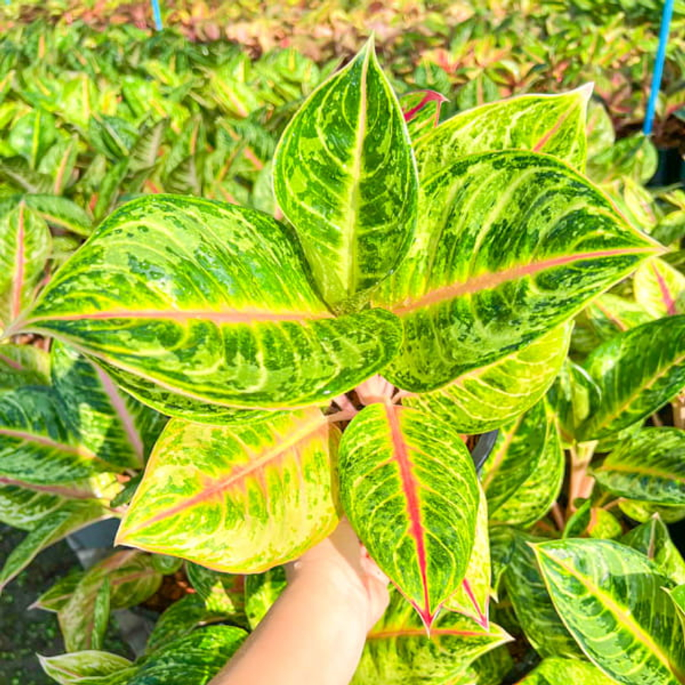 Аглаонема NEW HYBRID N17