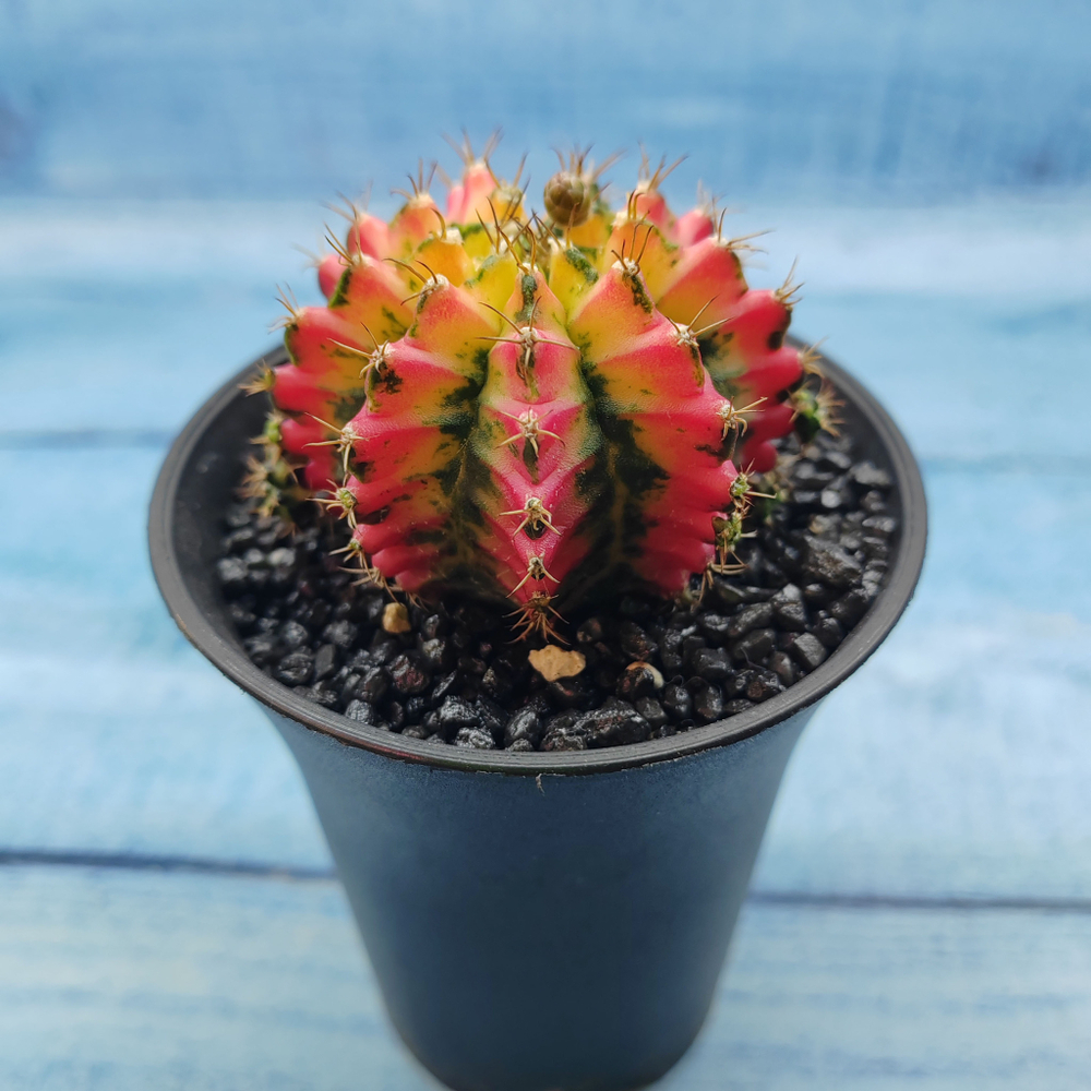 Gymnocalycium Variegata (Гимнокалициум Вариегатный)
