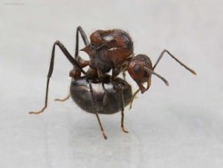 Myrmicaria Natalensis