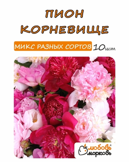 Пион Корневище, Микс разных сортов, 10шт