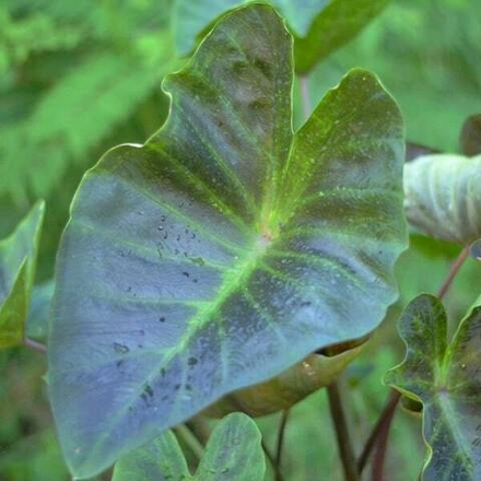 Колоказия KAFE