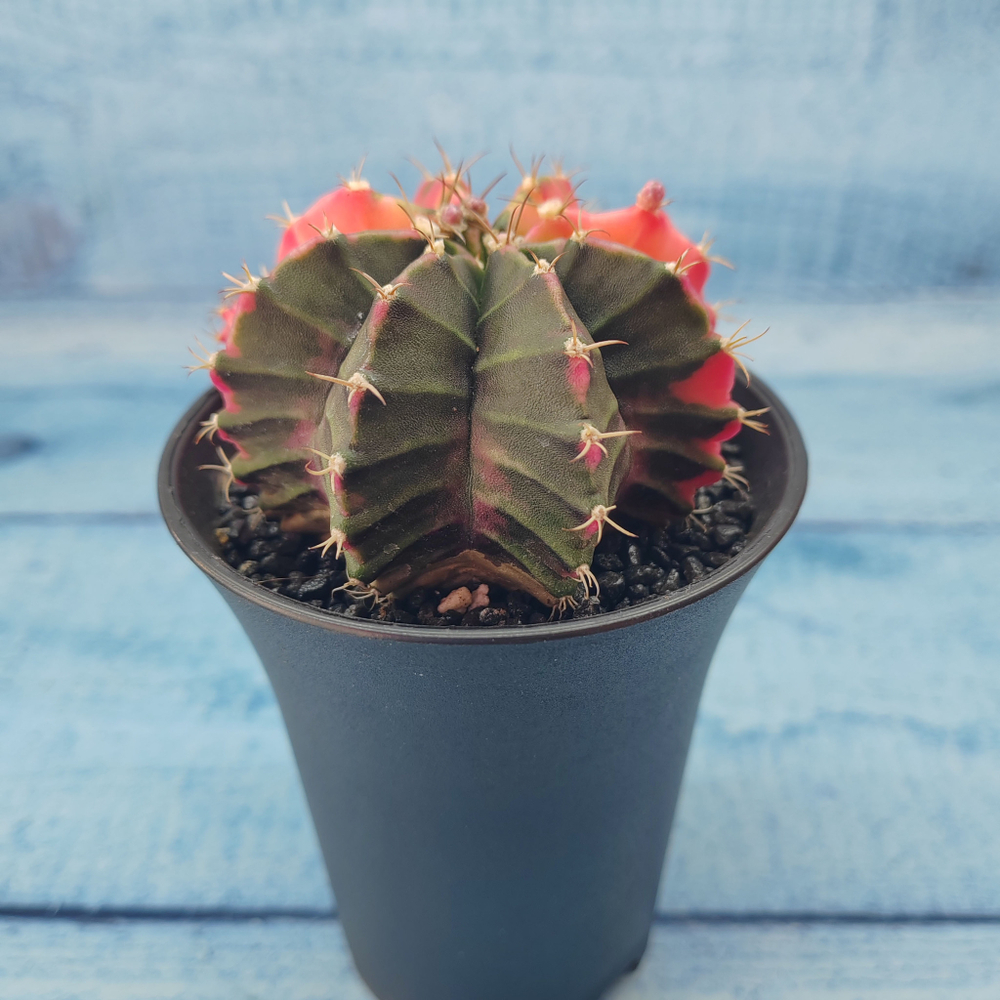 Gymnocalycium Variegata (Гимнокалициум Вариегатный)