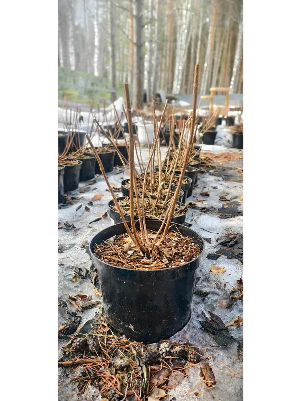 Самарская Лидия гортензия метельчатая