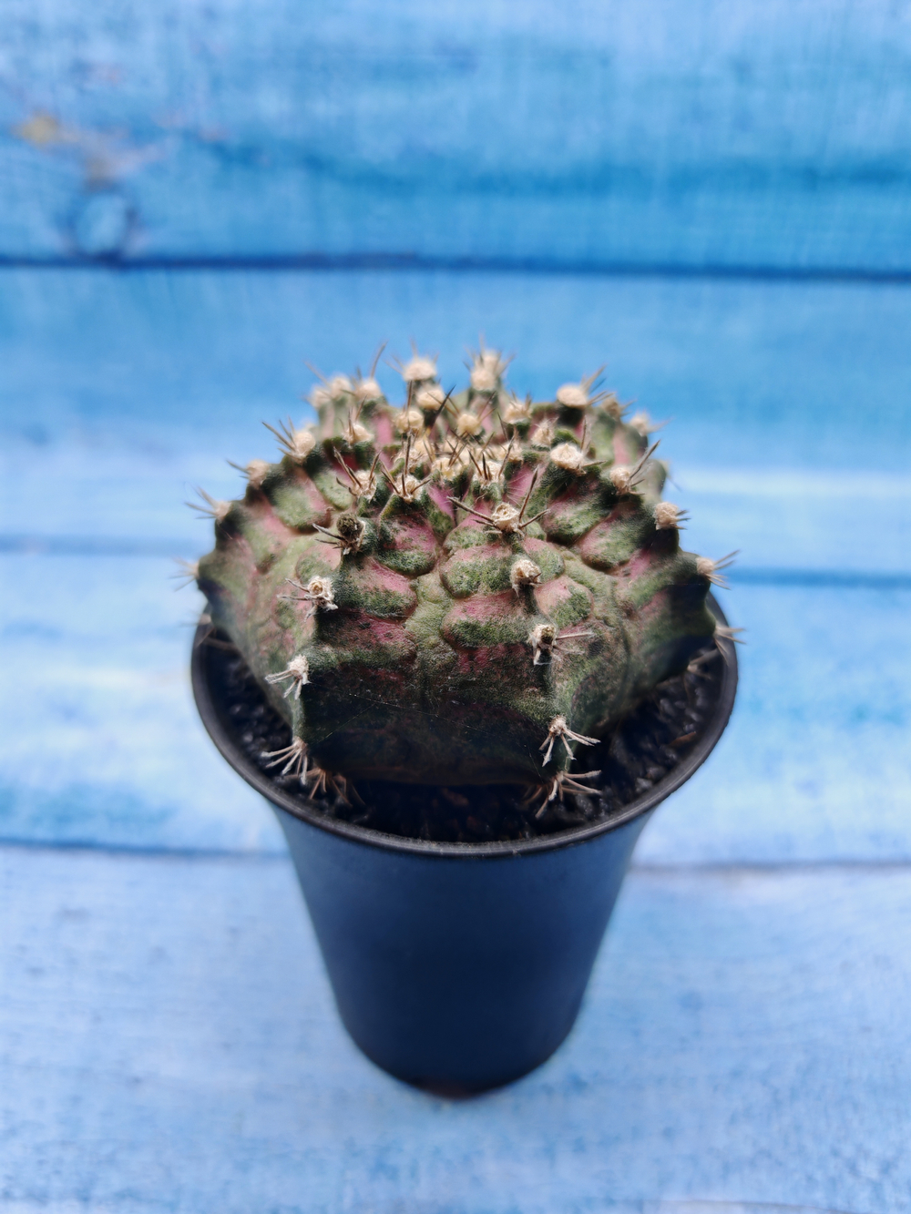 Gymnocalycium T-Rex Pink hybride (Гимнокалициум T-rex)