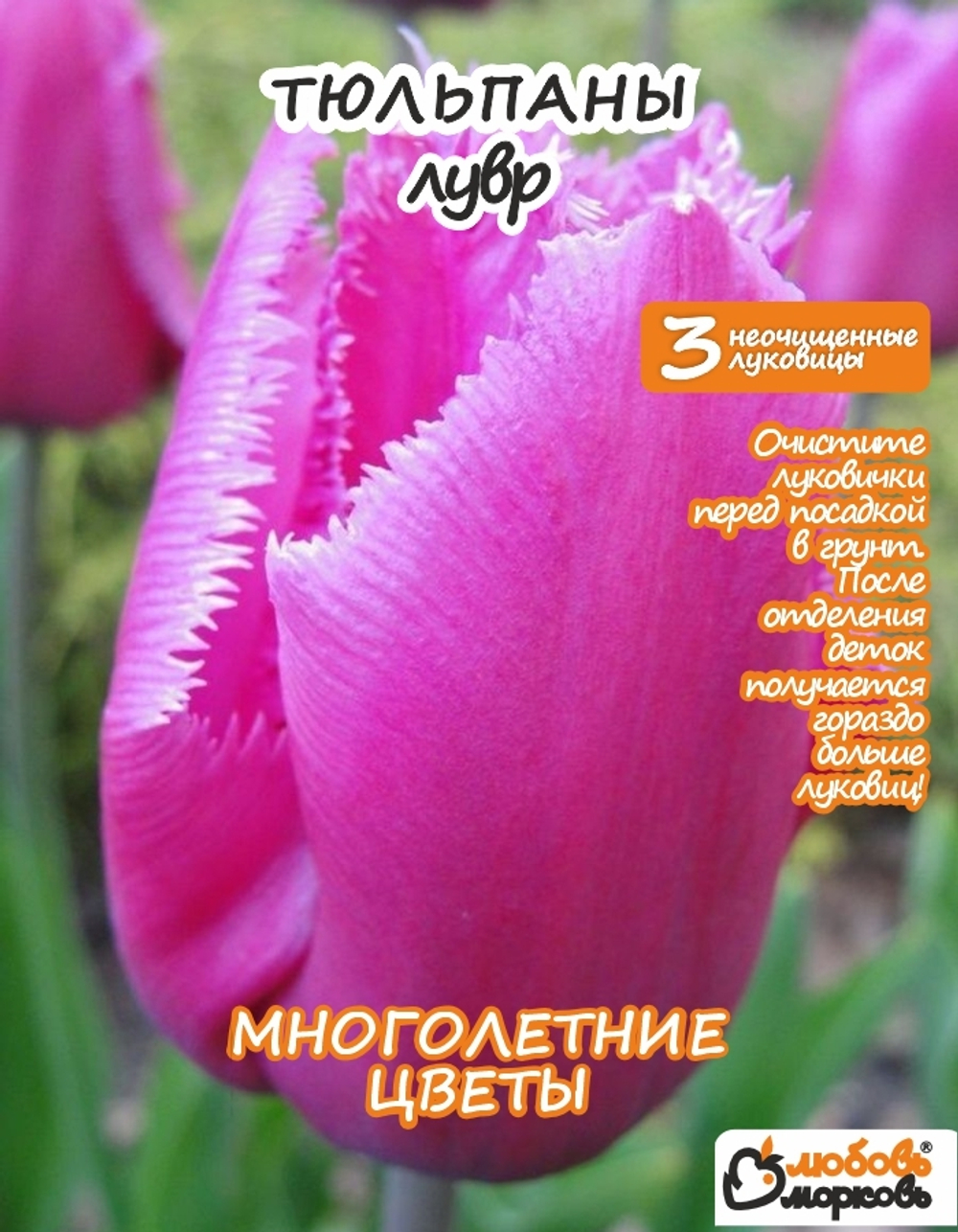 Тюльпан Луковица, Лувр, 3+шт