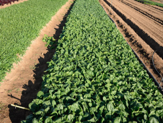 Кросстрек F1 семена шпината (Enza Zaden / Энза Заден) – фото 5