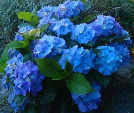 Nikko Blue (Нико Блю) Р12 Европа 2026