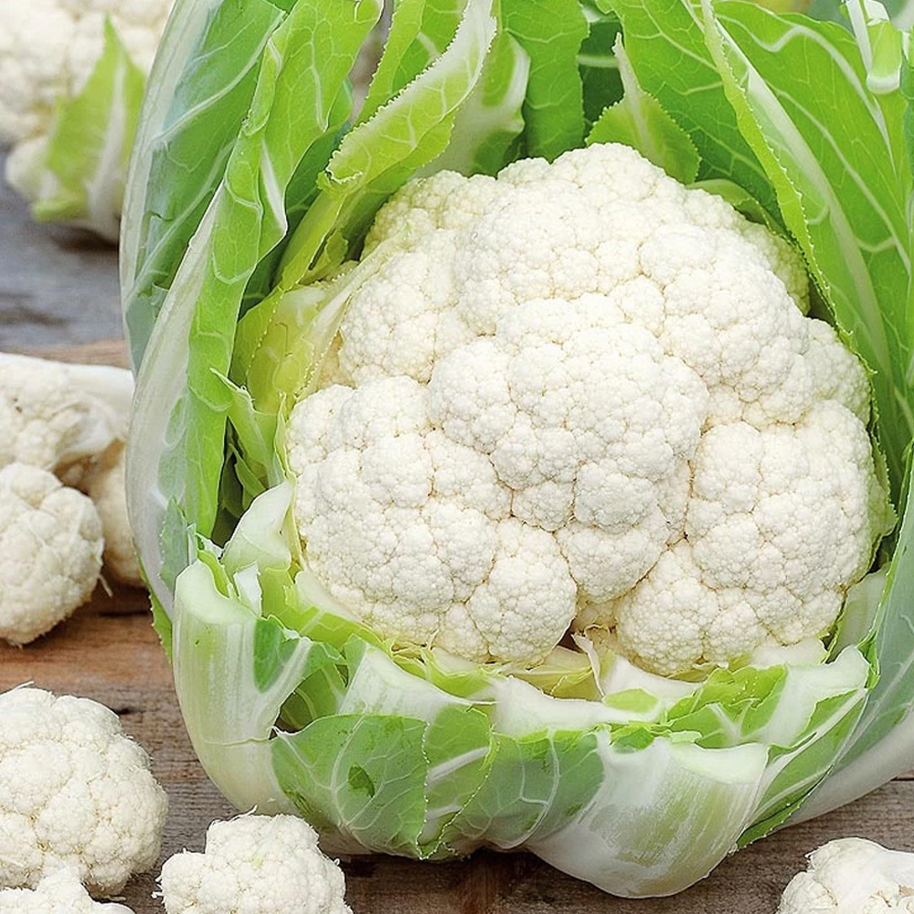 Леканю F1 семена капусты цветной (Syngenta / Сингента)