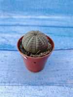 Euphorbia Obesa (Эуфорбия)