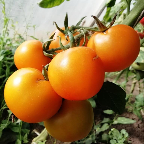 Помидоры - Golden Sunrise - Золотой Рассвет