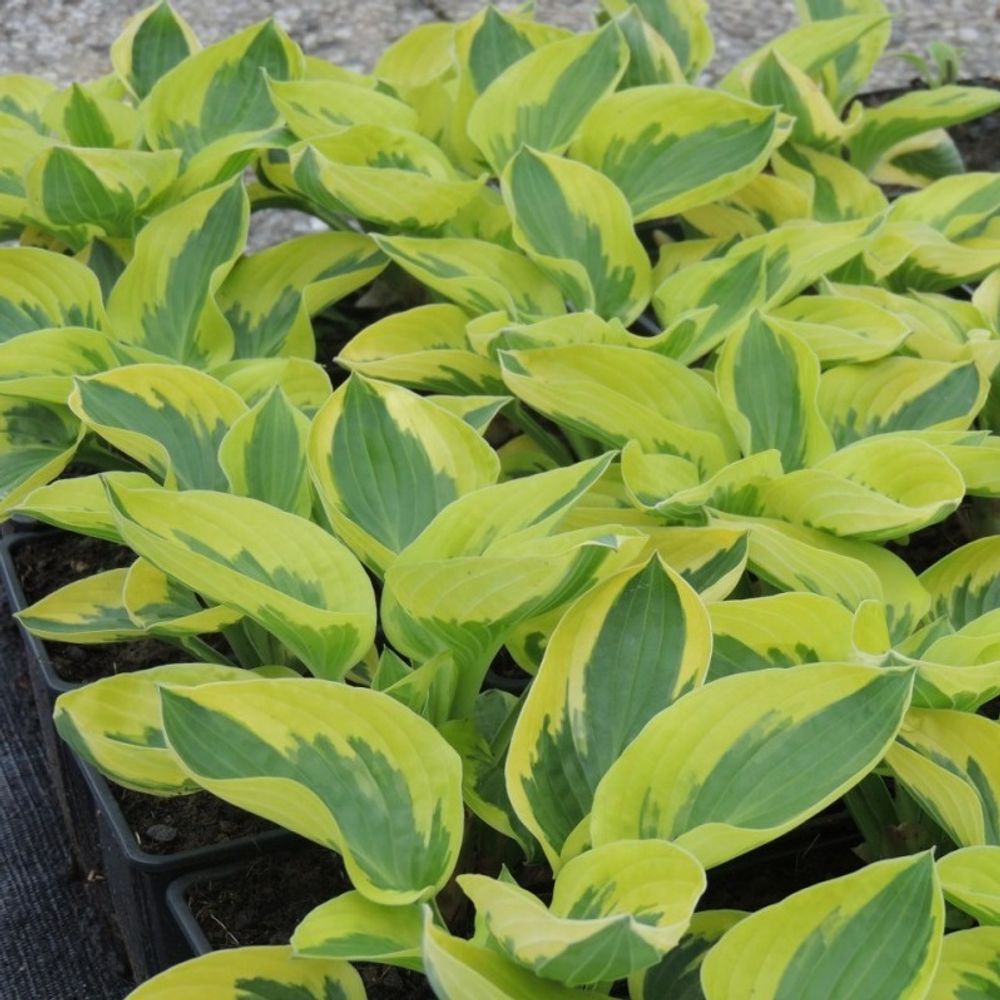 Хоста гибридная  &quot;Brim Cup&quot;. Hosta &quot;Brim Cup&quot;.