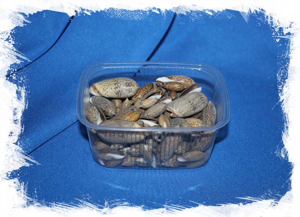 Ракушка Олива олива