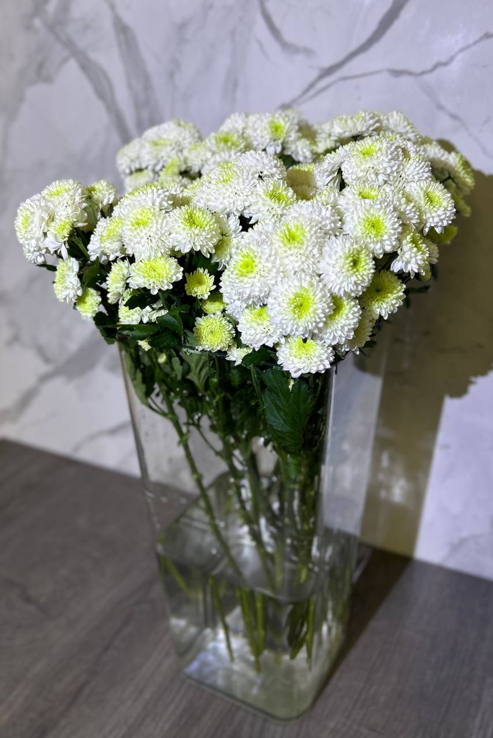 Хризантема белая кустовая Santini Calimero