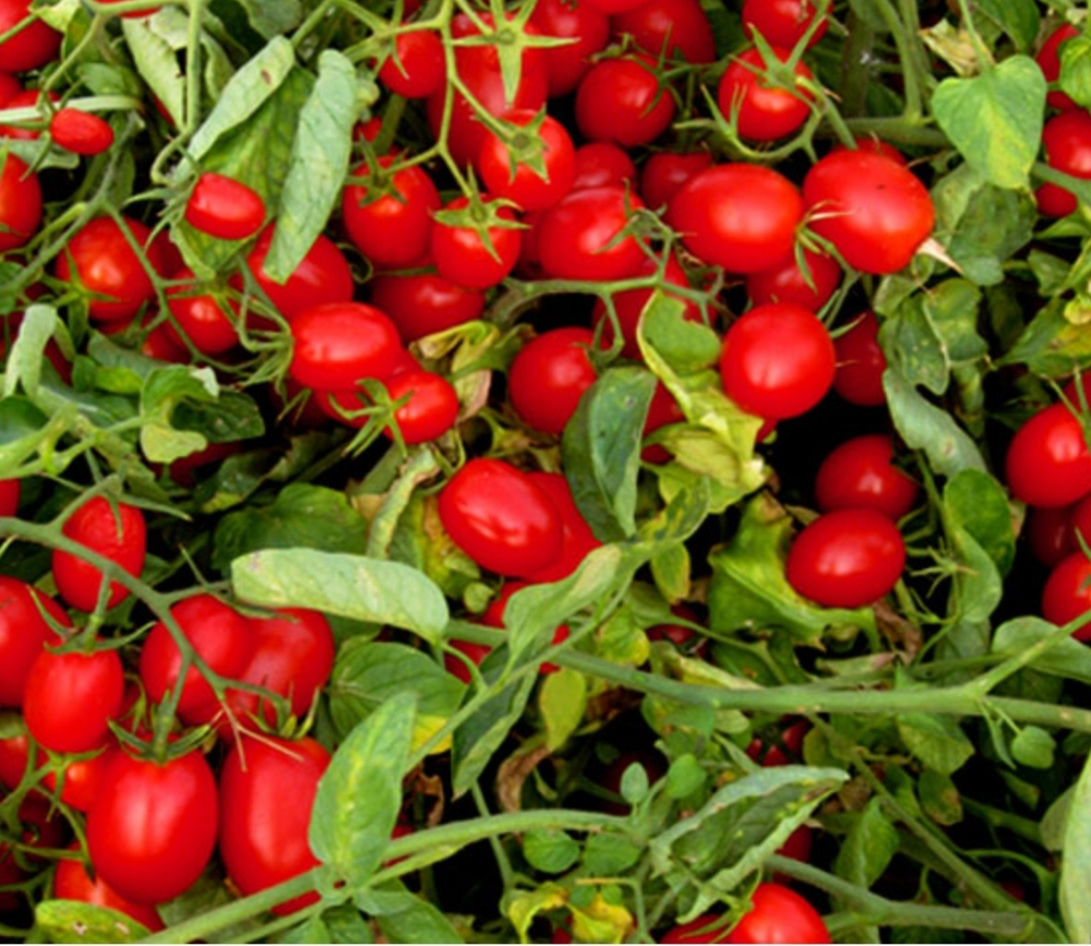 Даттерино F - 1Datterino F1 1000 семян