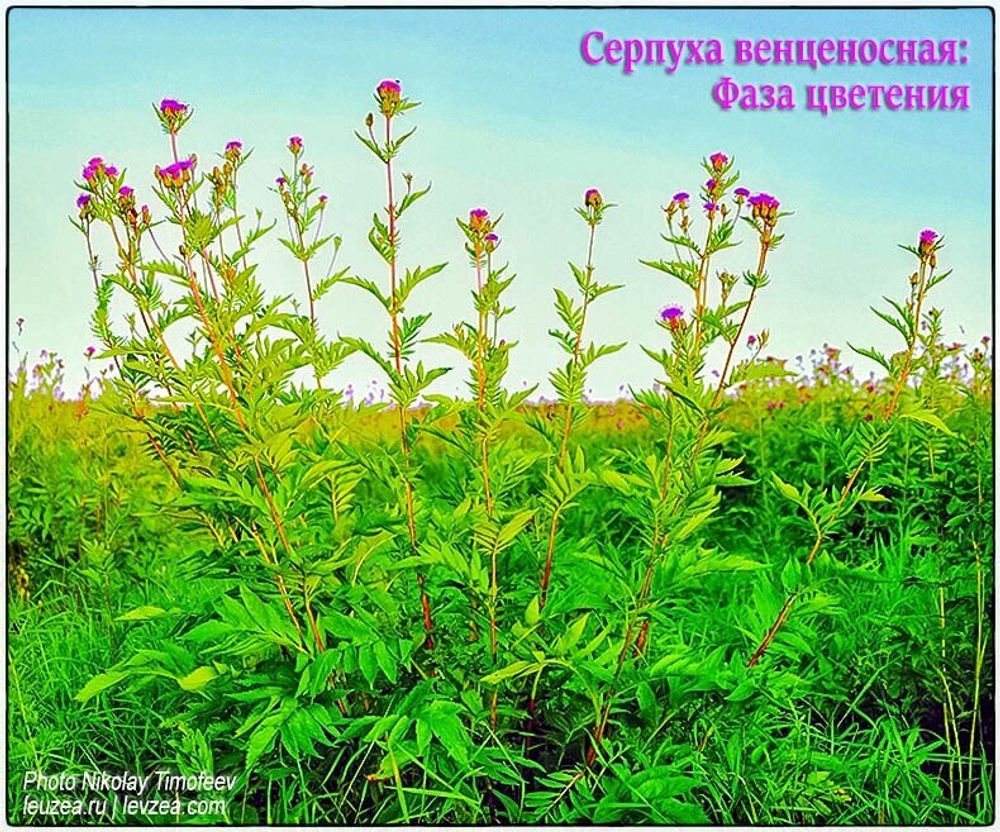 Серпуха венценосная - фото растения Serratula coronata
