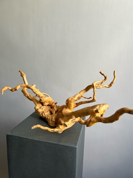 Коряга натуральная
