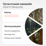 Гигантская секвойя