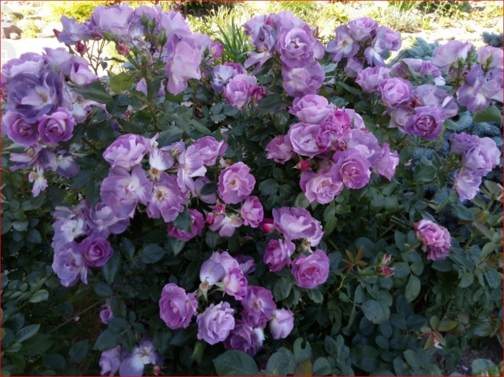 Роза Блю Фо Ю (флорибунда)