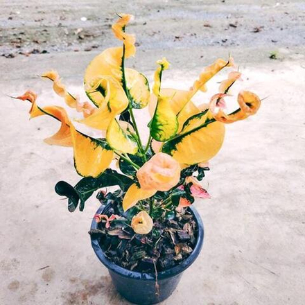 Кротон PHLAI NGAM