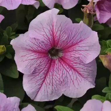 S6050 Петуния кустовая Grandiflora DADDY® PEPPERMINT 100 шт.