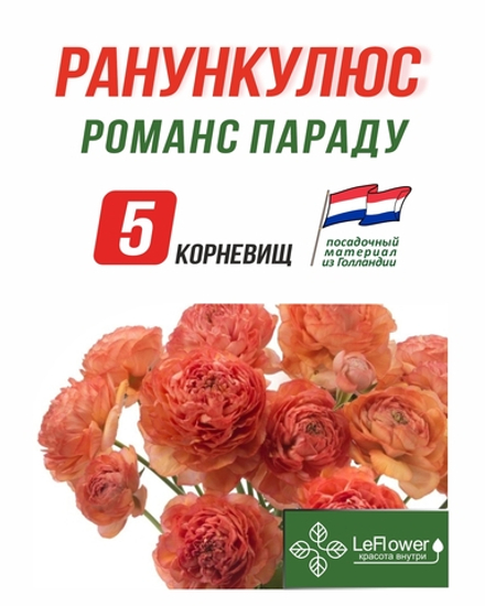 Корневище, Ранункулюс, Романс параду, 5шт