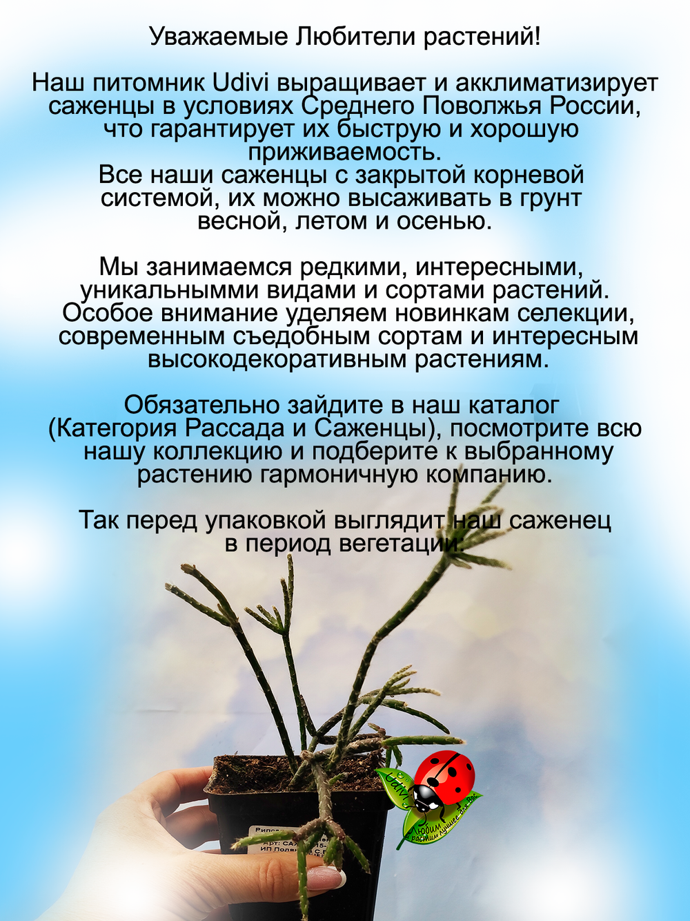 Рипсалис опушеннолистный суккулент ампельный