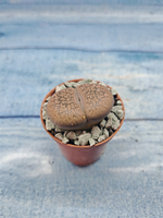 Lithops sp. (Литопсы)
