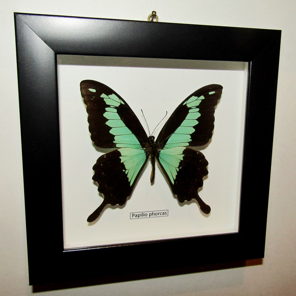 Бабочка Papilio phorcas самец в рамке