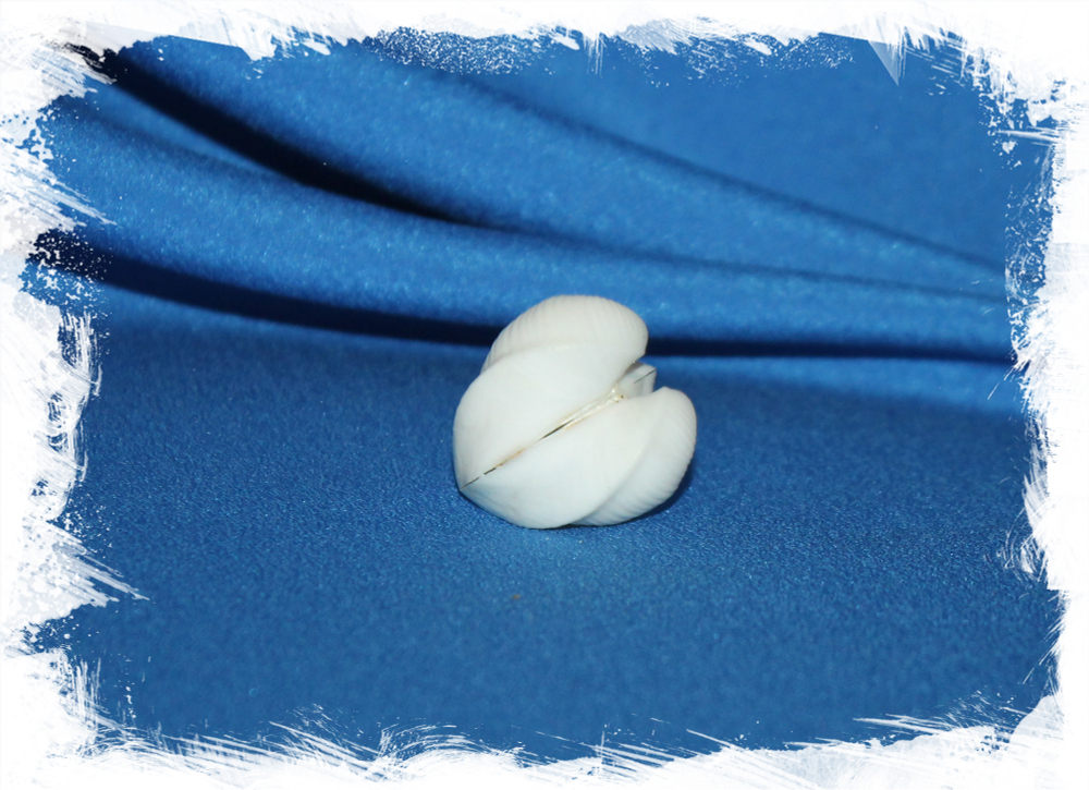 Раковина Обычное сердце, Meiocardia vulgaris