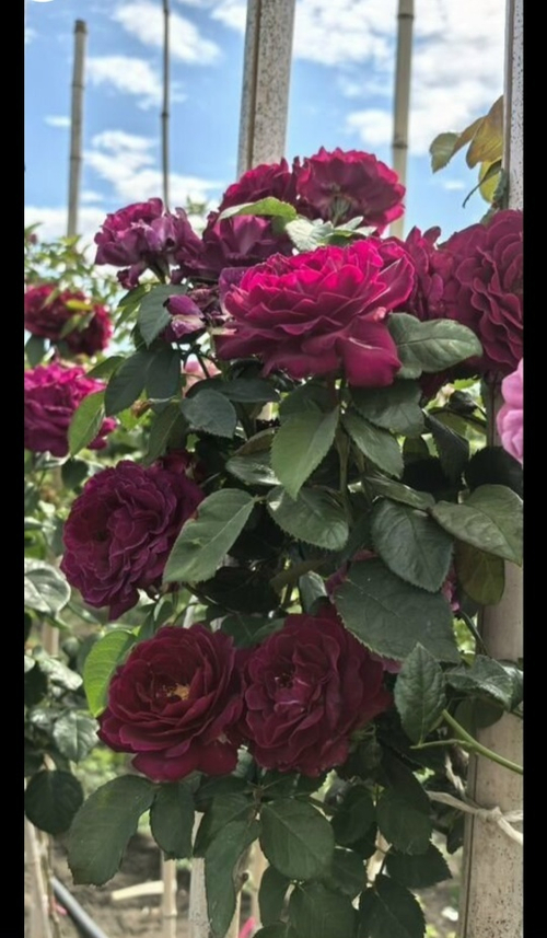 Роза на Штамбе Твайлайт зоун