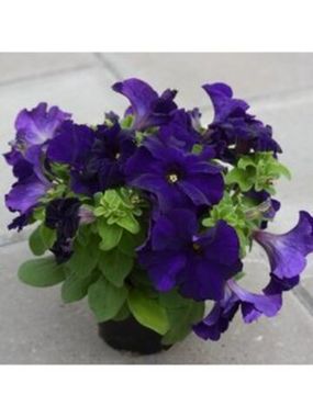 S6057 Петуния кустовая Grandiflora DREAMS MIDNIGHT 100 шт.