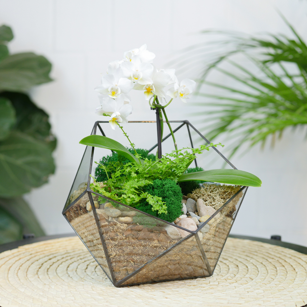 Готовый флорариум с белой орхидеей Икос S