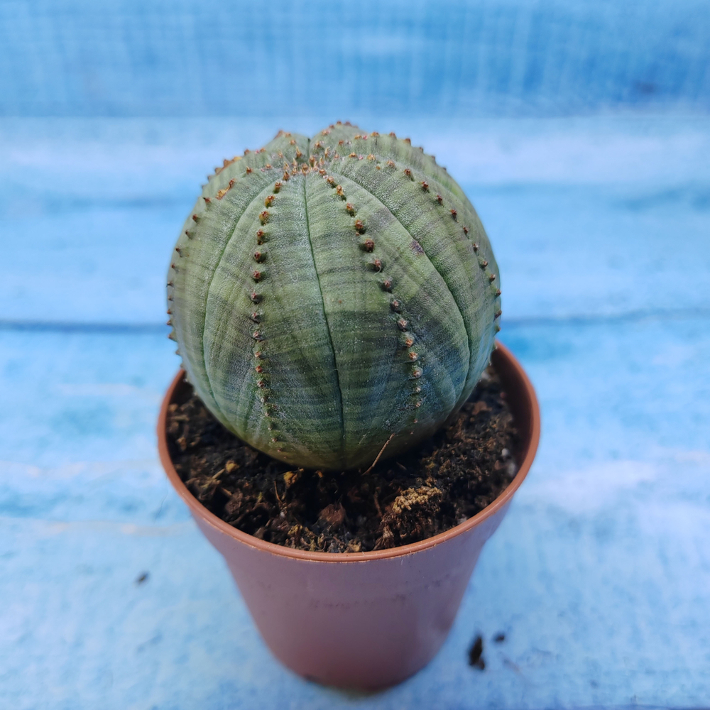 Euphorbia Obesa (Эуфорбия)