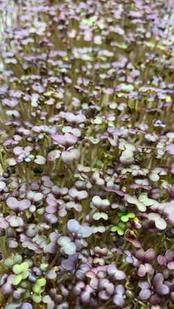 Горчица красная семена