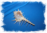 Морская раковина Murex scolopax