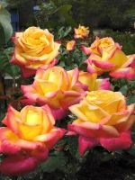 Роза чайно-гибридная Пульман Ориент Экспресс