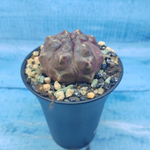 Gymnocalycium Daydream (Гимнокалициум)