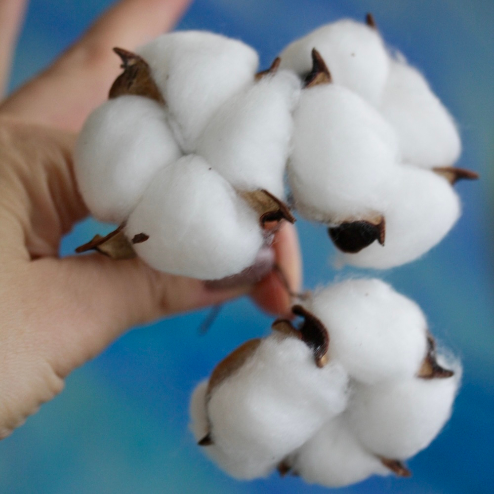 Коробочка хлопка 3-5 см (1 шт)