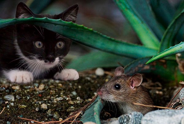 Подвиды мышей и 30 интересных фактов об этих грызунах