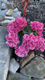 Red Ace/Ред Айс (двухцветный) Р14 Европа