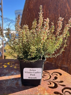 Эрика из серии Winter Ladies Р9 Закупка М41 наличие