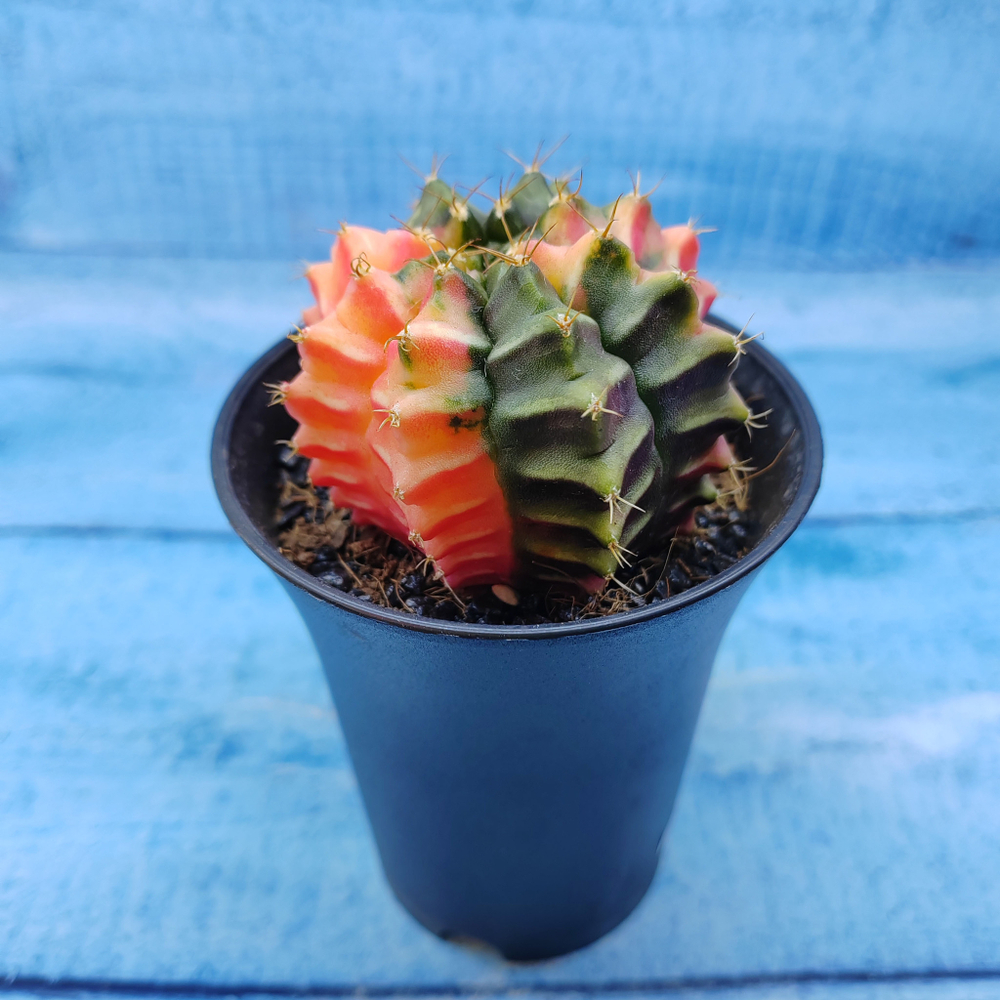 Gymnocalycium Variegata (Гимнокалициум Вариегатный)