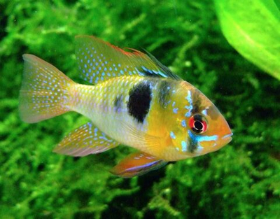 Апистограмма Рамирези