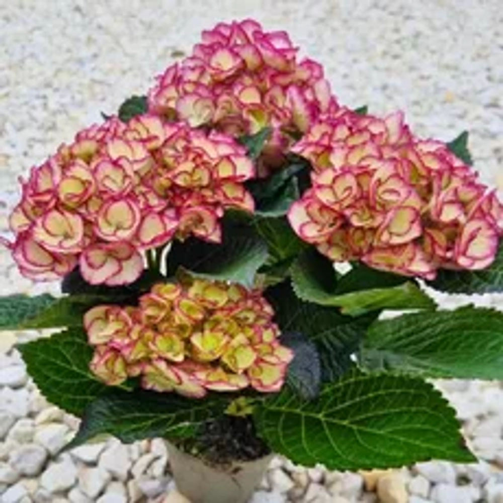 Гортензия крупнолистная «Эльф» р7