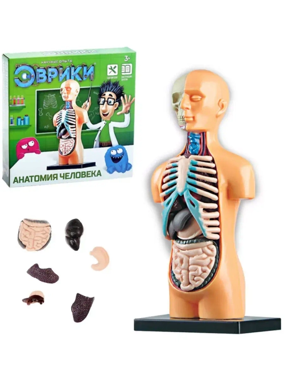 Набор для опытов Анатомия Строение человека для детей