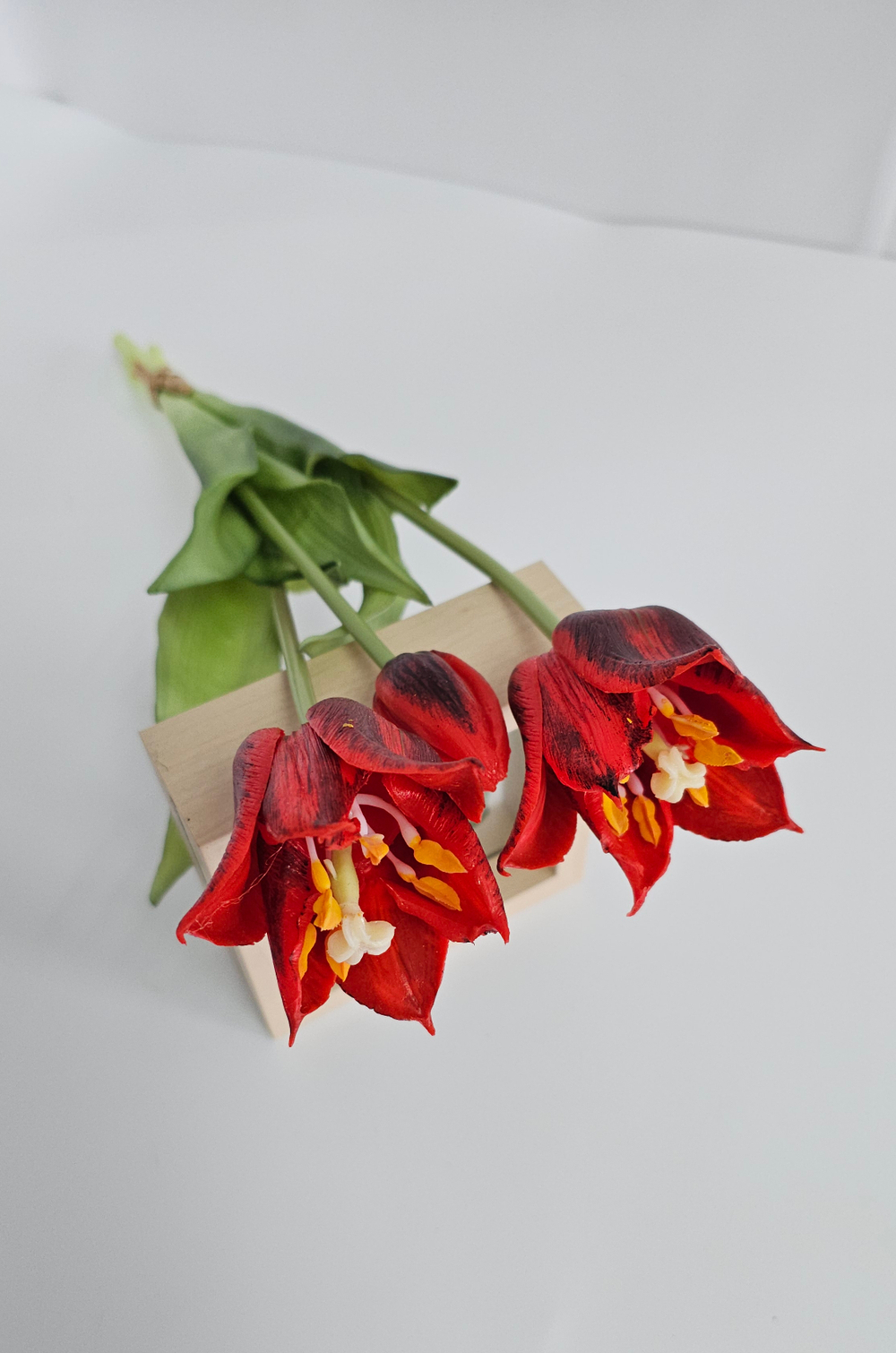 Тюльпаны лилиецветные / Арт 2524