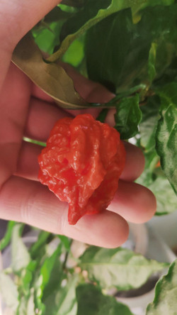 Каролина Рипер (Carolina Reaper) в ассортименте